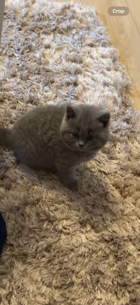 British shorthair 