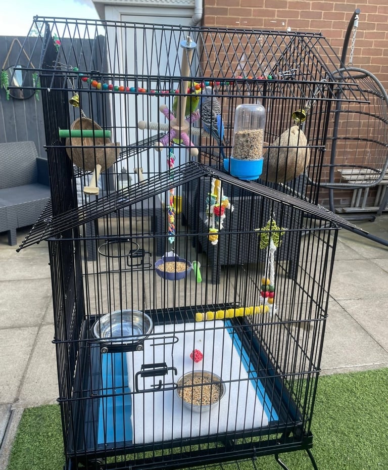 birds for sale Birmingham 