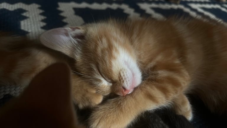 2 Ginger Kittens 