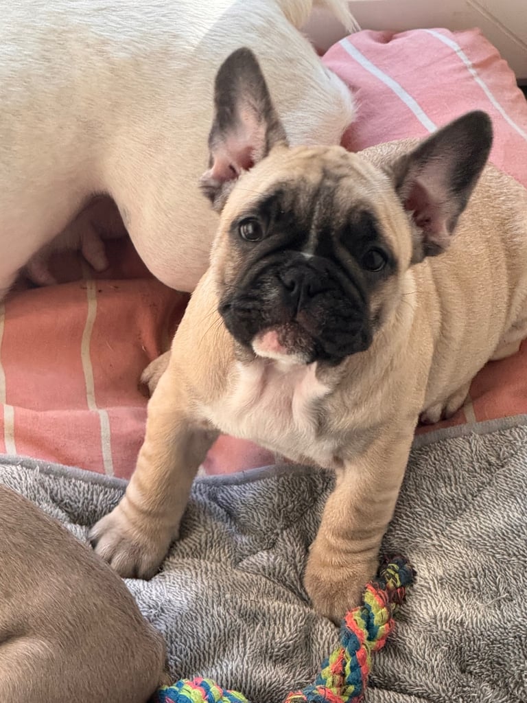 French bulldogs puppies