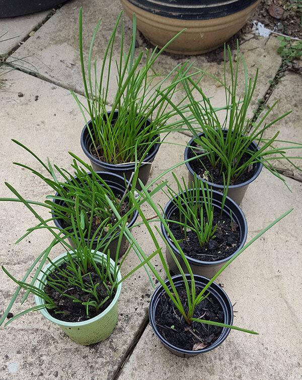 Small pots of Muscari Armeniacum / Grape Hyacinth