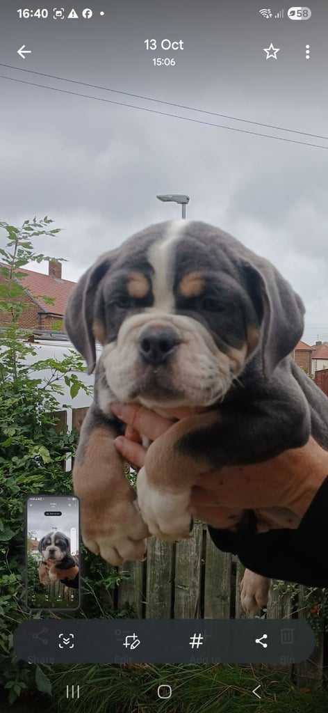 Old English bull dog pups NEBBR REG