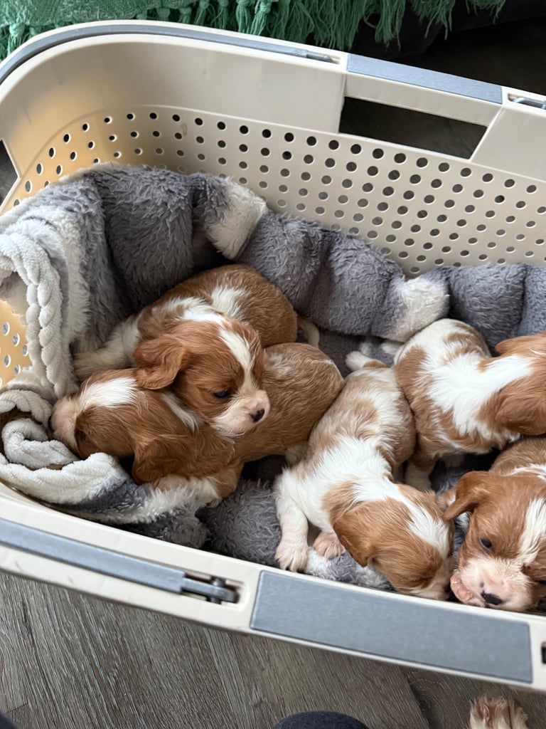 King Charles puppies only 3boy left 