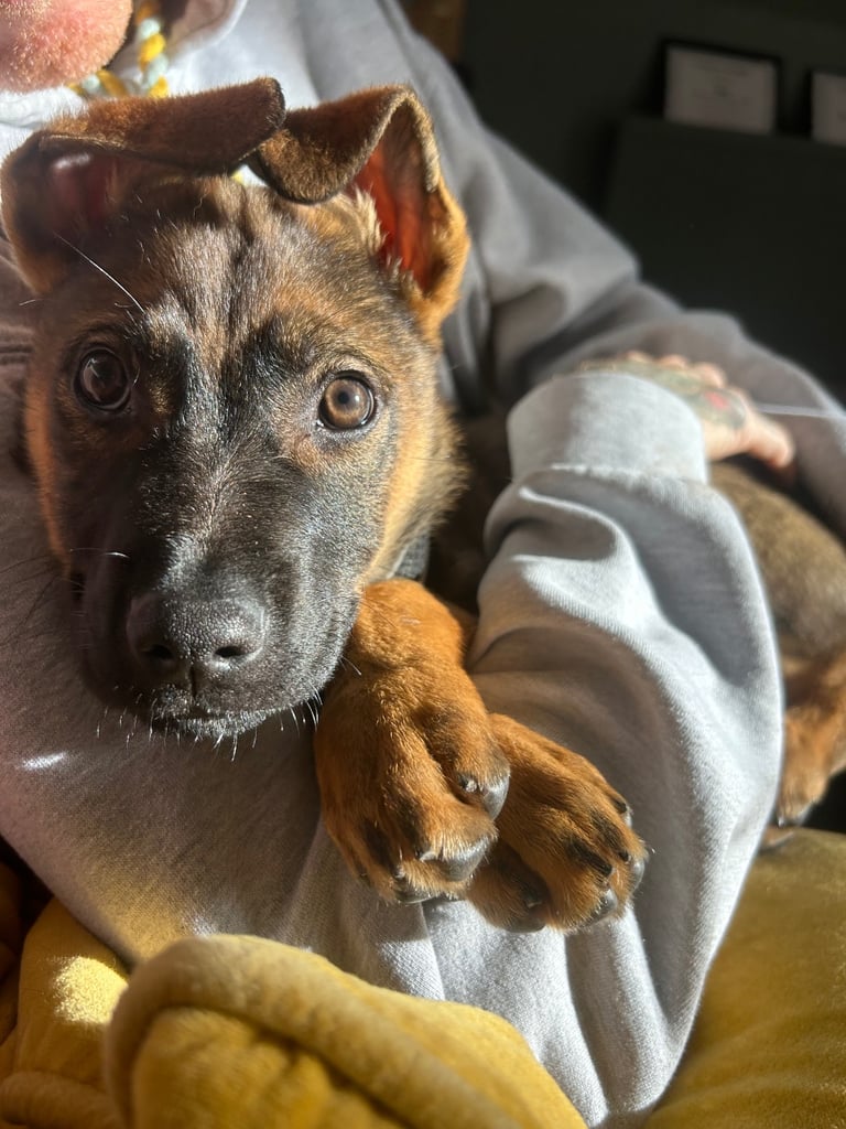 Fully vaccinated German shepherd cross pup