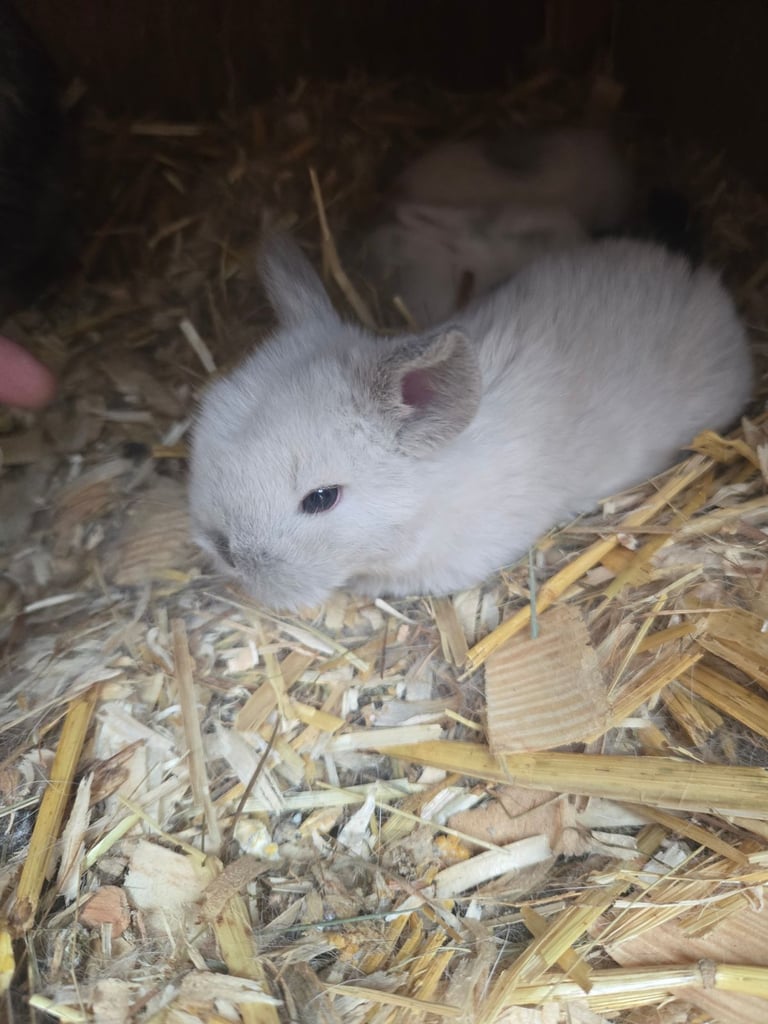 Beautiful mini lops ready now