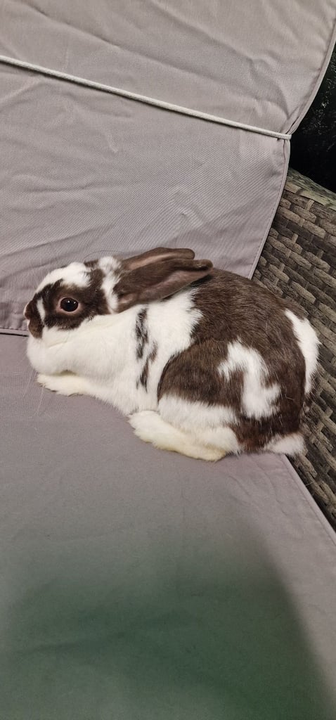 MINI LOP FEMALE RABBIT 