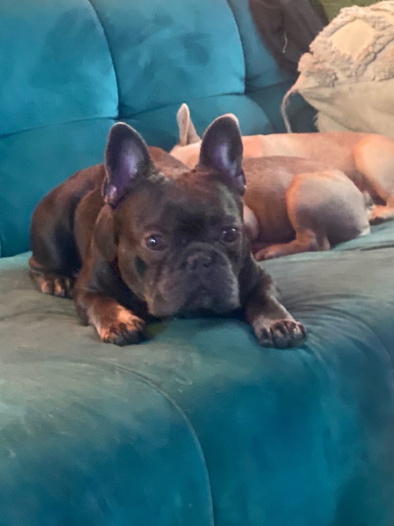 image for French bulldog 3 1/2 years old KC reg chipped w