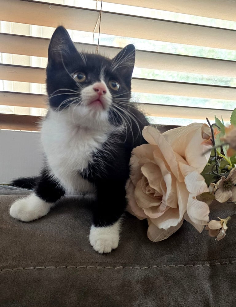 4 Fluffy kittens for sale