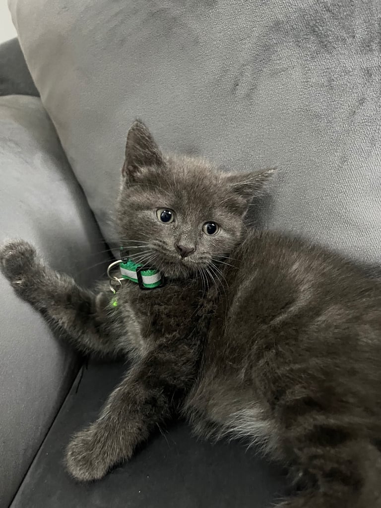 image for Beautiful grey male kitten