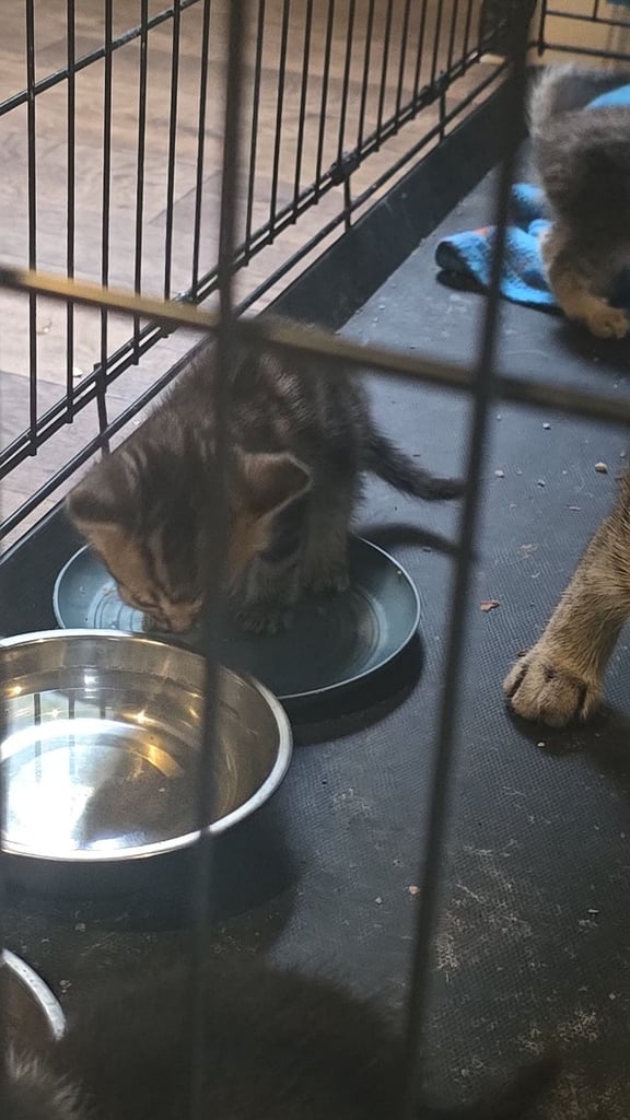 Kittens for sale