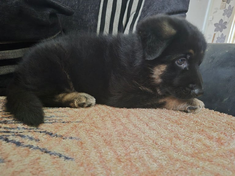 German Shepherd pup