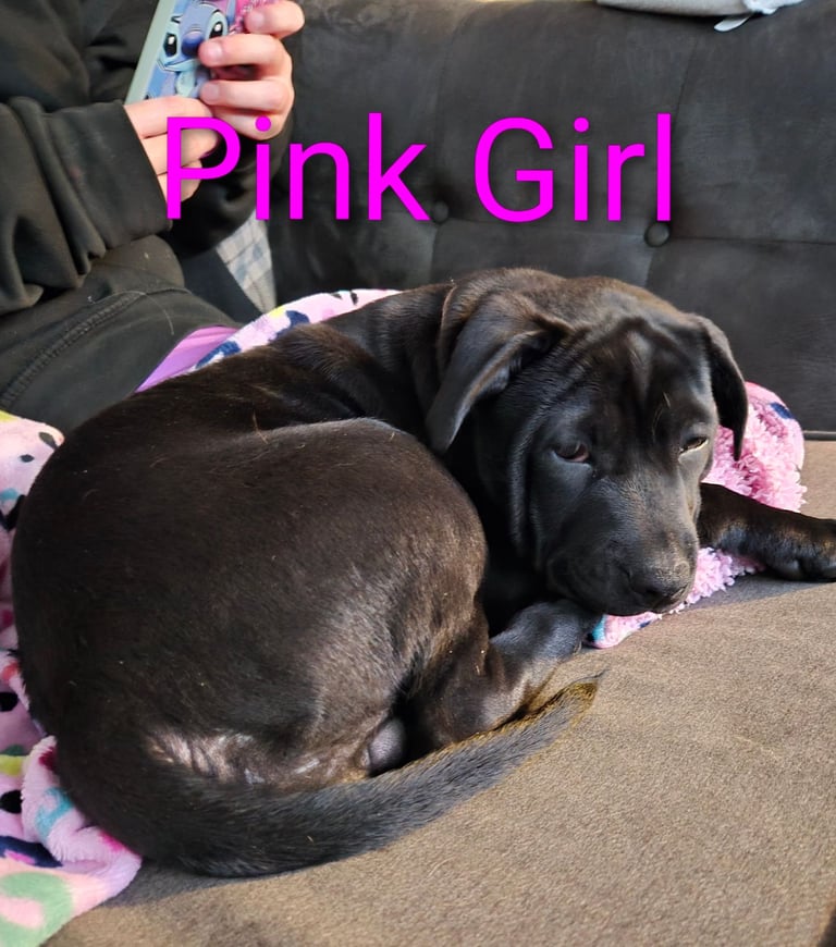 image for Shar-Pei x Chow Last girl available 