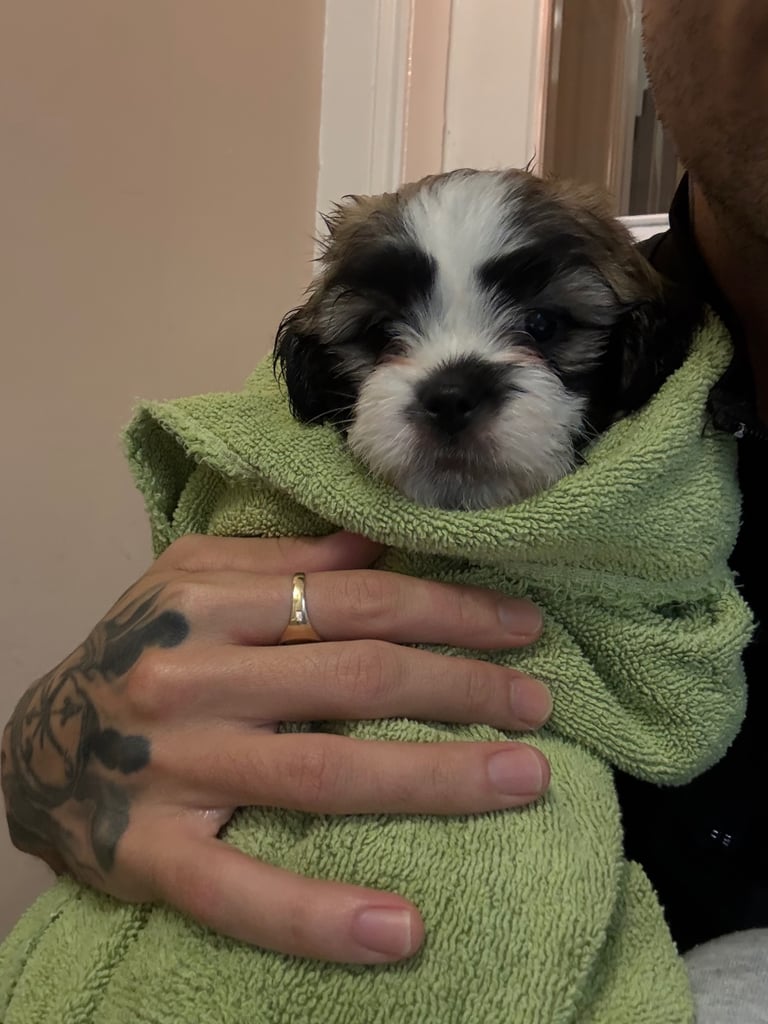 2 Lhasa Apso Puppies 