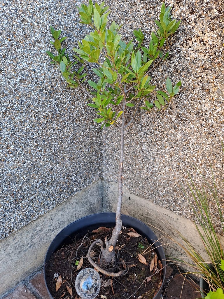 image for Bay tree