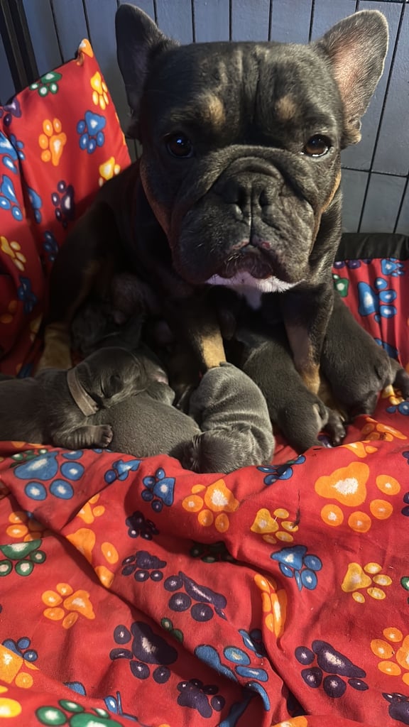 French bulldog puppies 