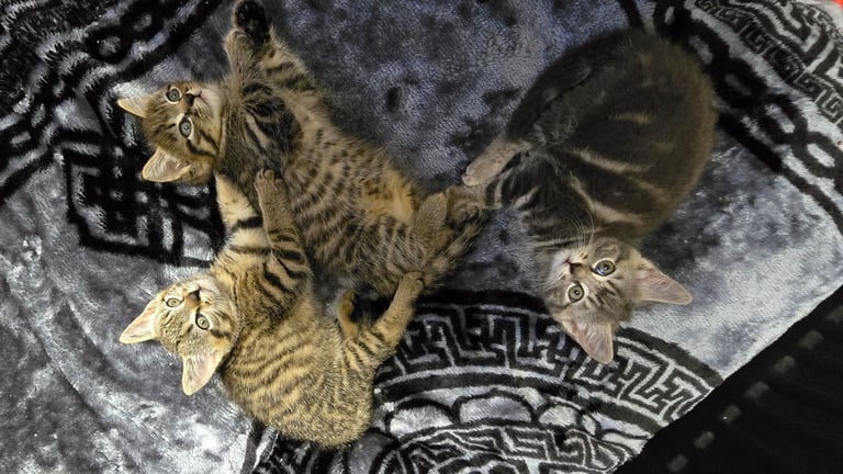 Kittens