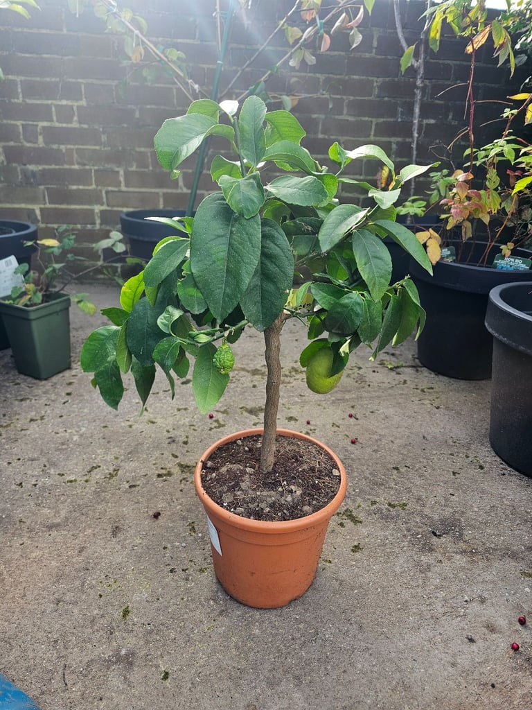 image for Lemon tree 