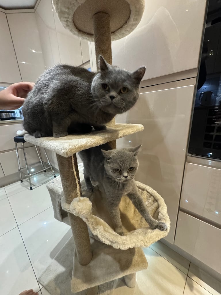 British short hair kittens 
