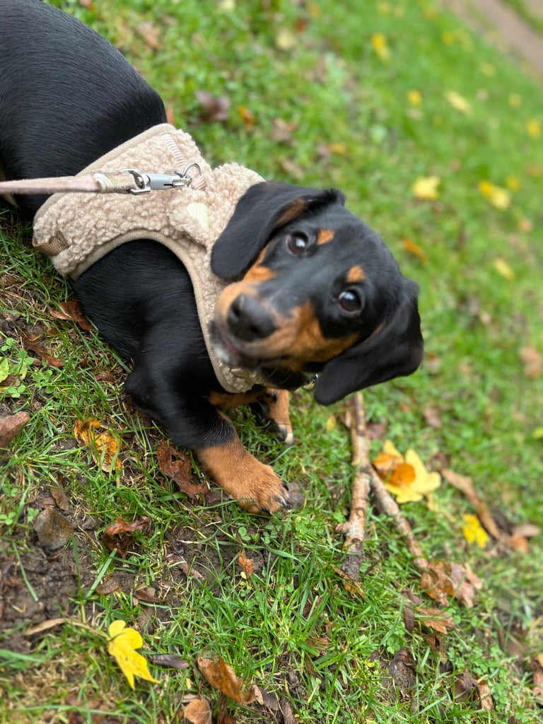 Female Dachshund 