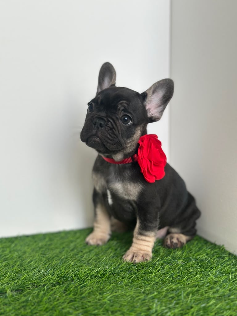 5 French bulldog puppies 