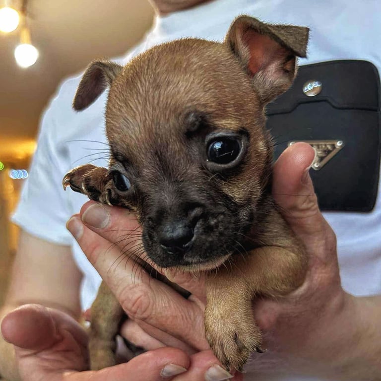 French Bulldog x Staffy - Puppies ( Price Reduced 4 LEFT )