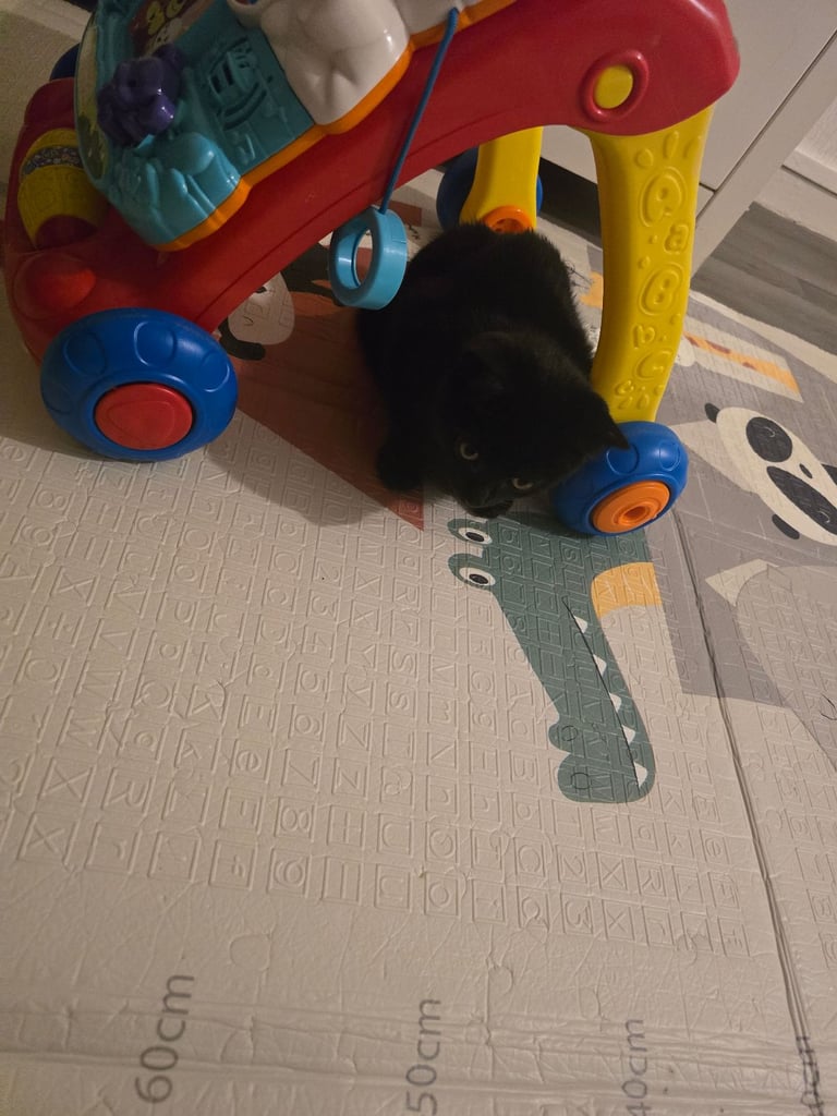15 Week black cat potty trained