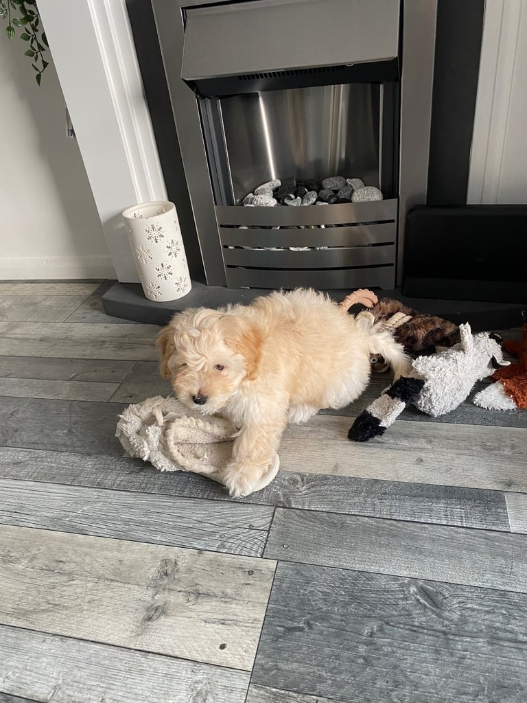  2 Gorgeous Maltipoo puppies ready now 💙🐶
