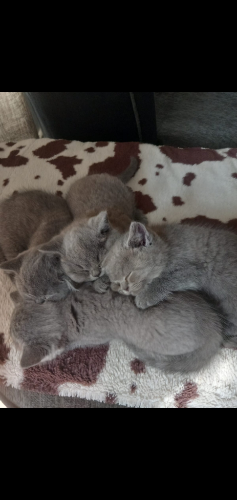 Grey British shorthair kittens for sale