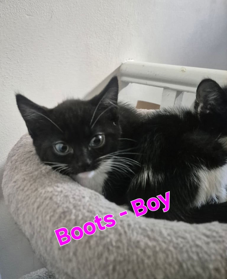 Beautiful Kittens Ready for Forever Home 