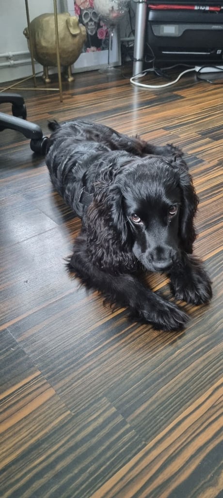 Cocker spaniel puppy 