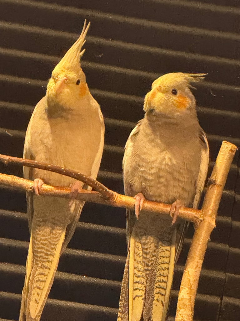 2 beautiful dark and light grey cockatiels (need to be homed together)