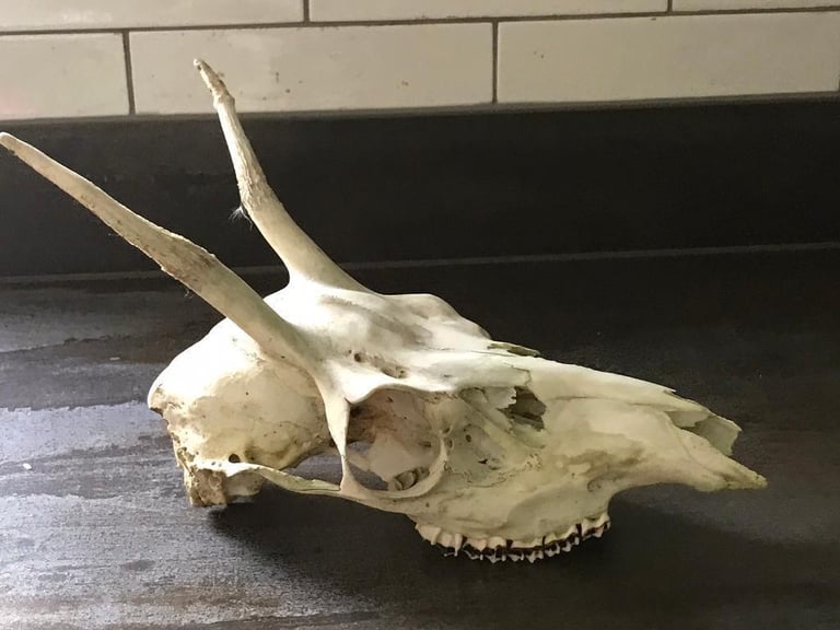 Deer skull 
