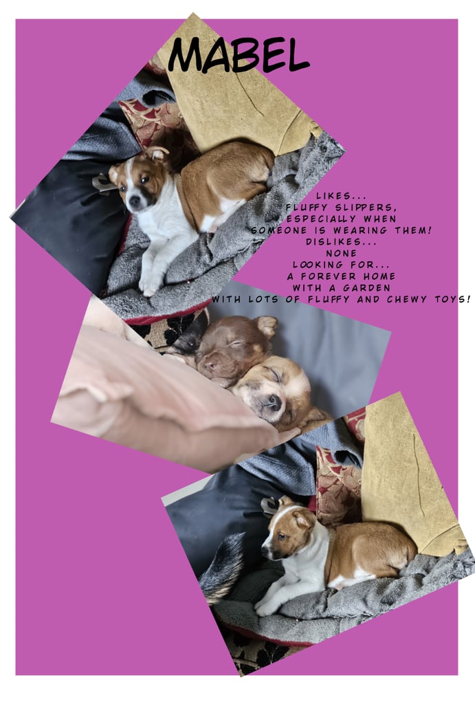 Staffy cross puppies 