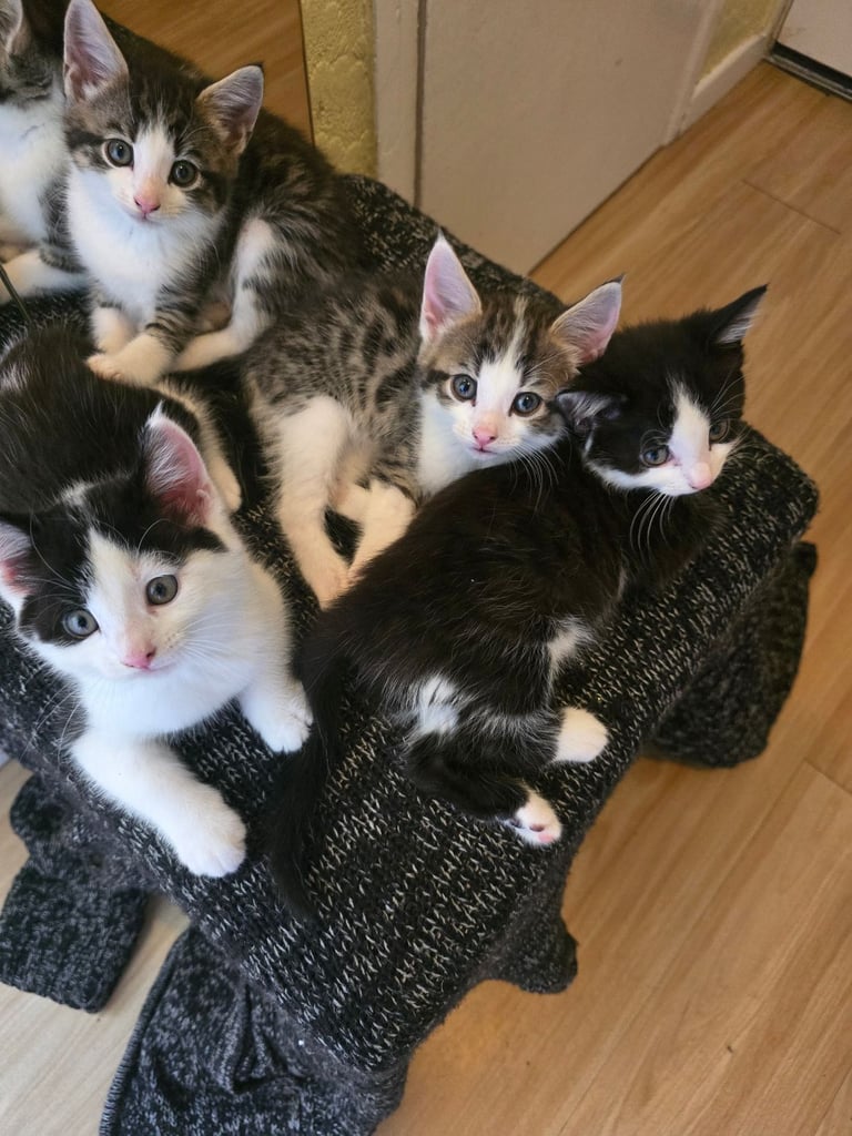4 beautiful kittens 