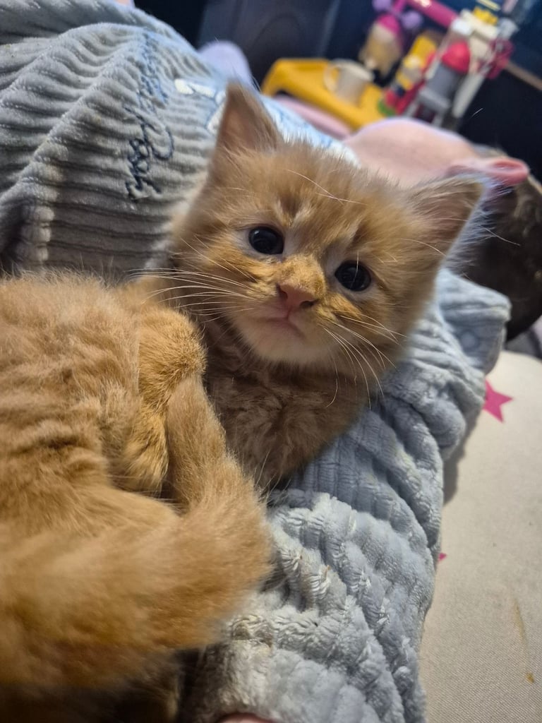 Gorgous kittens long & short haired