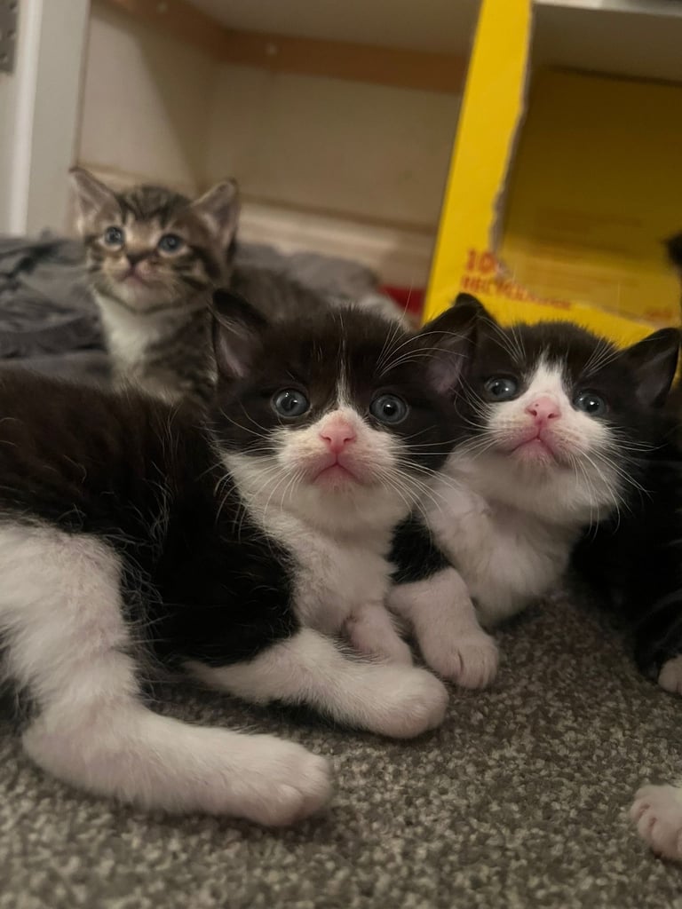 Playful Kittens