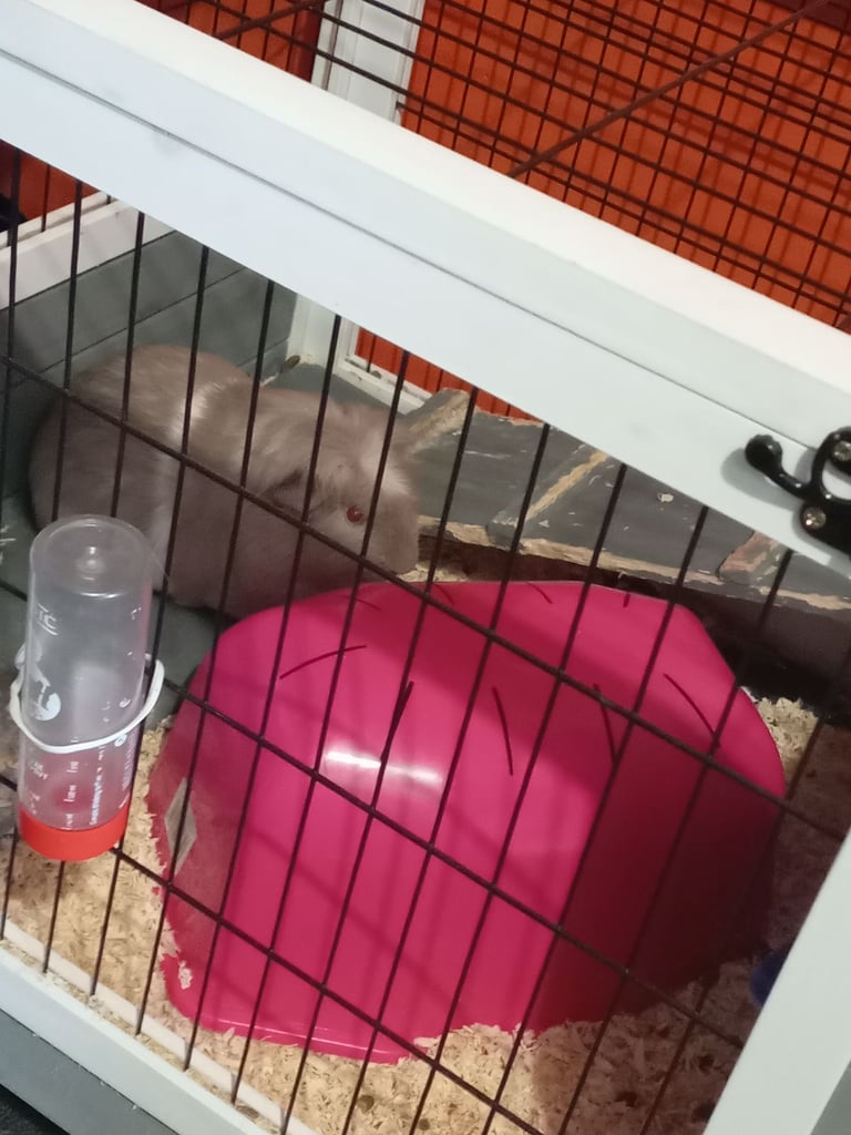 2 boy Guinea pigs