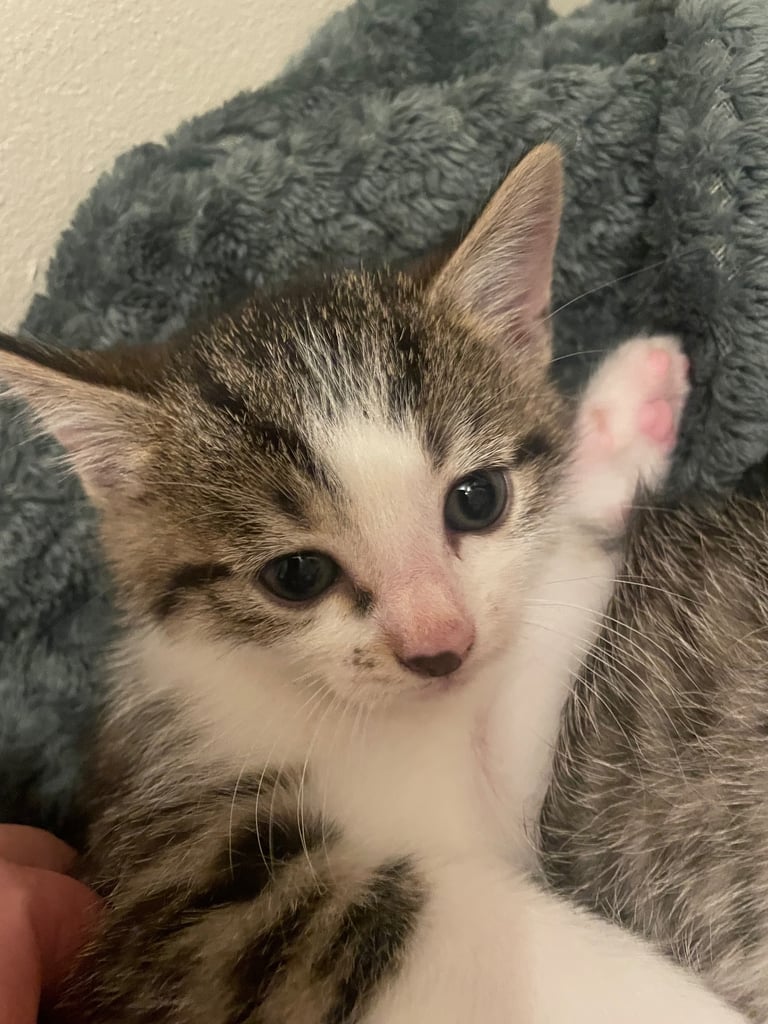Cute tabby kittens, litter trained, male & female 