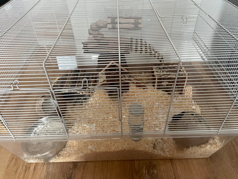 2 male gerbils 