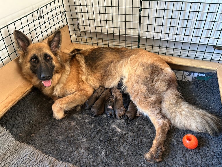 KC Straight Back Long Coat GSD Puppies.