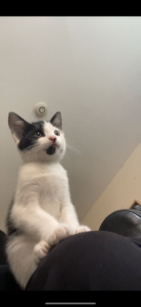 Great 10 week old kitten for sale