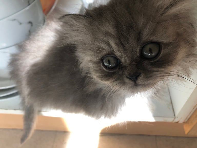 Stunning Persian kittens 