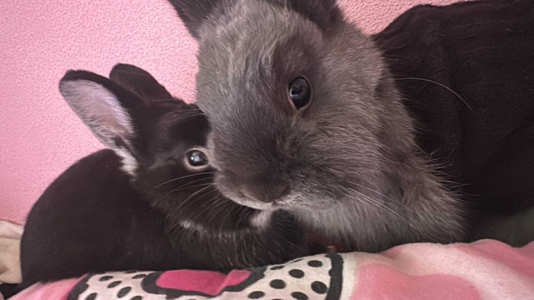 Rabbits 