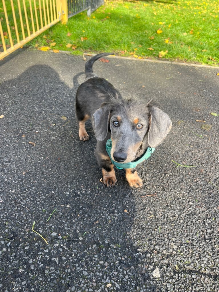 Fluffy blue & tan miniature dachshund puppy 