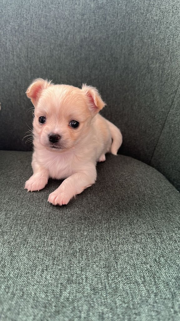 Chihuahua long hair puppies 