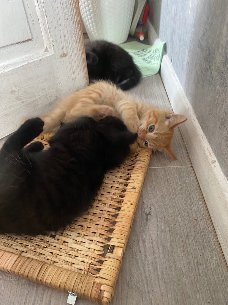 image for 1 beautiful black kitten for sale