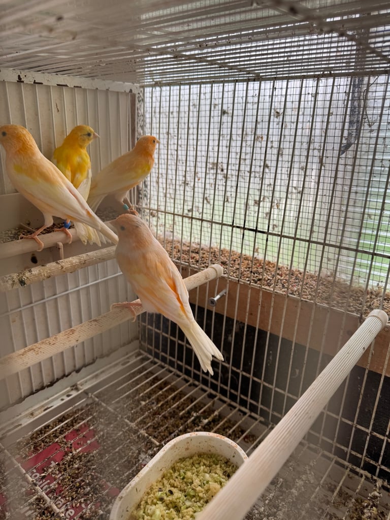 Canary, zebra for sale