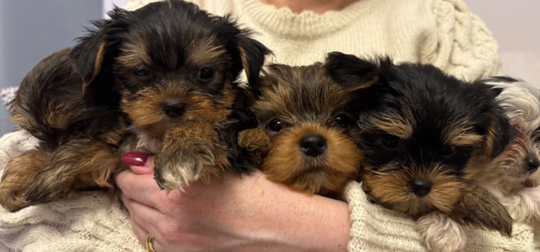Minature Yorkie pups 