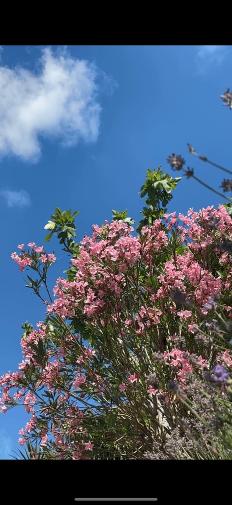 Nerium Oleander (East Indian Oleander) tree