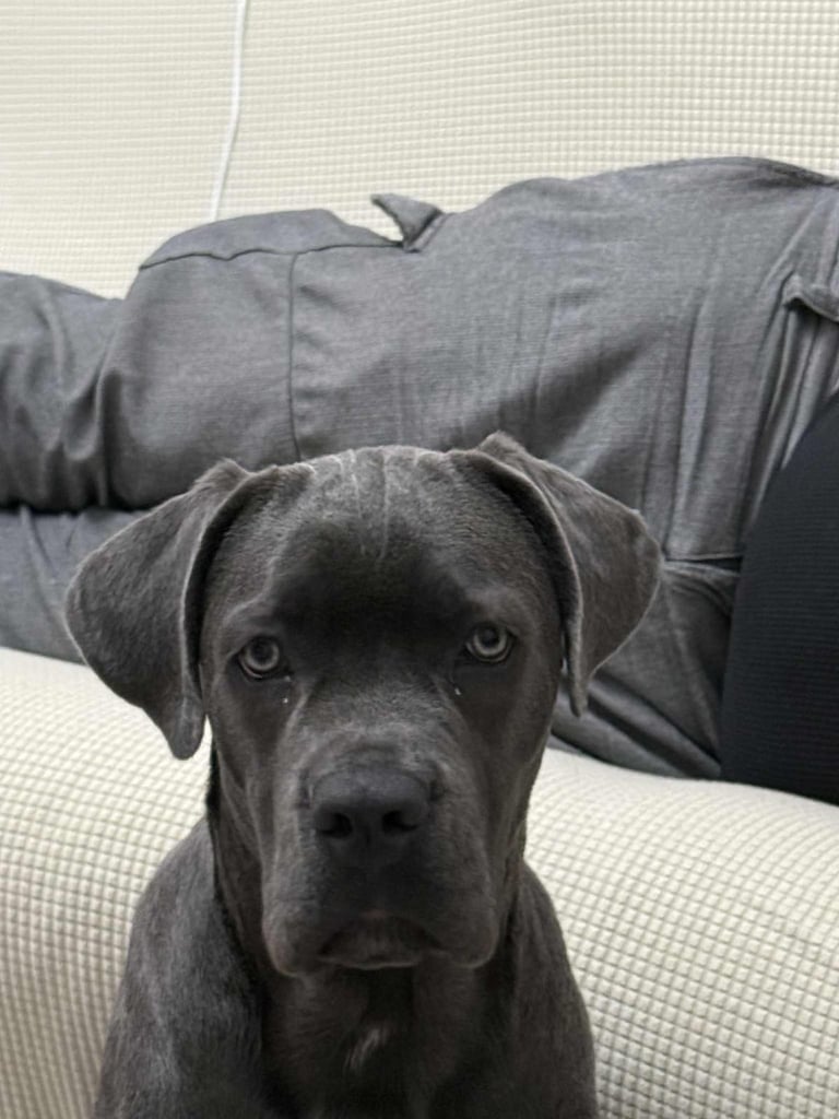 Healthy 1-Year-Old Female Cane Corso- Looking for a loving Home